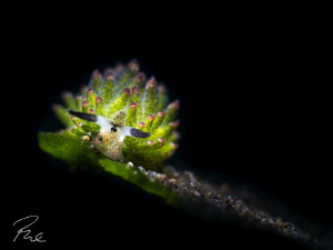 Shawn on the edge, Costasiella kuroshimae by Philippe Eggert 